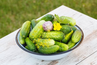 Cucumbers, garlic and dill in metal bowl in garden on sunny day