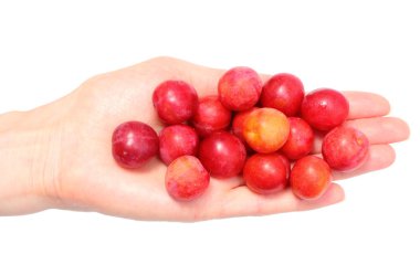 Red mirabelle in hand of woman. White background