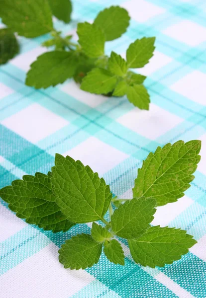 Damalı masa örtüsü, herbalism üzerinde taze sağlıklı Melisa — Stok fotoğraf