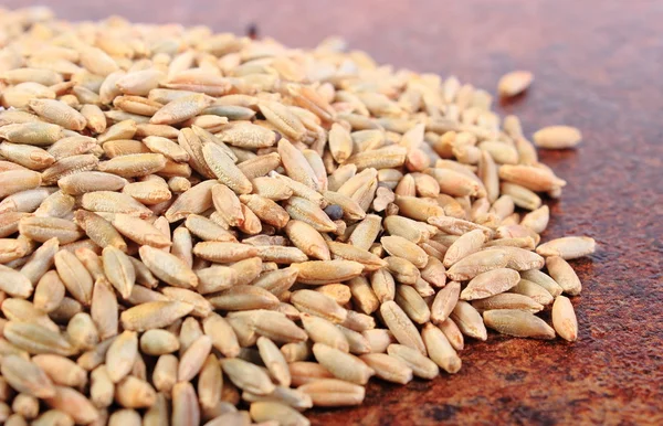 Heap of organic rye grain — Stock Photo, Image