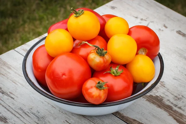 Tomates dans un bol en métal dans le jardin le jour ensoleillé — Photo