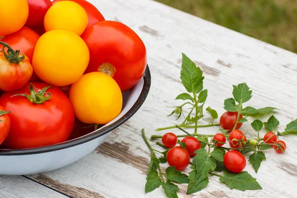 Tomatoes in metal bowl and cherry tomatoes in garden on sunny day — Stock Photo, Image