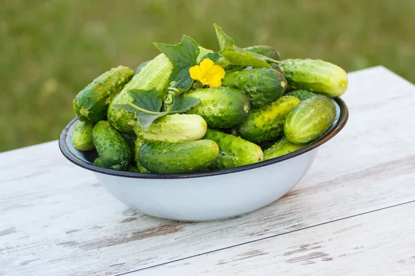 Gurkor i metall skål i trädgården på solig dag — Stockfoto