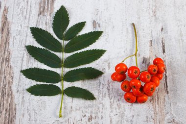 Demet yapraklarla rustik ahşap arka plan üzerinde kırmızı rowan