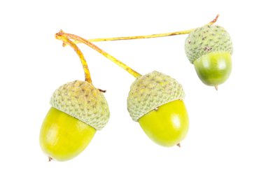 Closeup of immature green acorns on white background