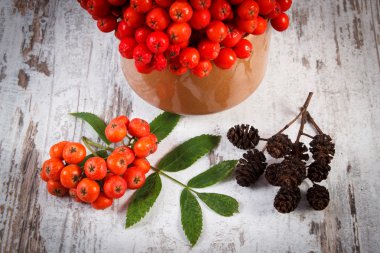 Bunch of red rowan with leaves and alder cone on rustic wooden background