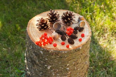 Autumn fruits of forest on wooden stump in garden
