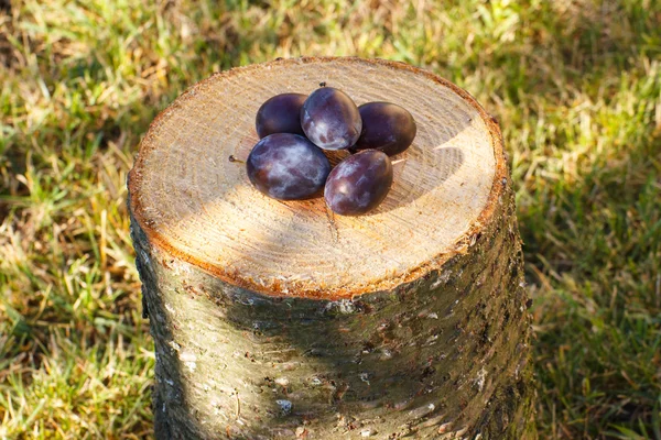 Plommon på trä stubbe i trädgården på solig dag — Stockfoto