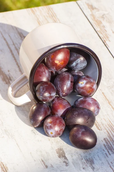 Plums spill out of metallic mug on wooden table in garden on sunny day — Zdjęcie stockowe