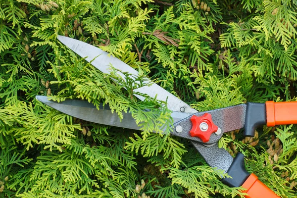 Händerna på kvinna använder trädgårdsarbete verktyg för att trimma buskar — Stockfoto