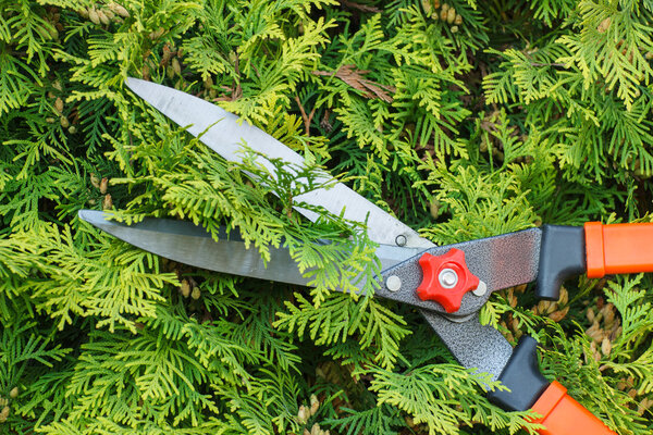 Hands of woman uses gardening tool to trim bushes