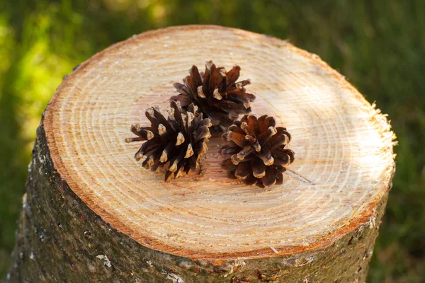 A fából készült stump, a kert napos fenyőtobozok — Stock Fotó