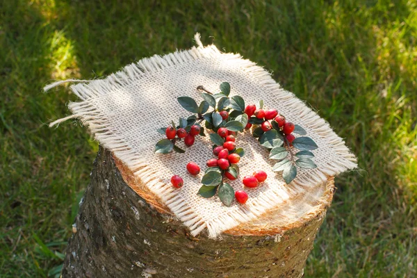 Cotoneaster avec des feuilles sur souche en bois dans le jardin — Photo