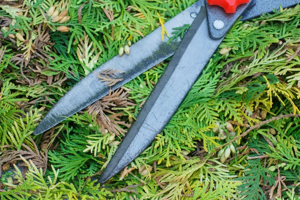 Gardening tool to trim bushes, seasonal trimmed bushes — Stock Photo, Image