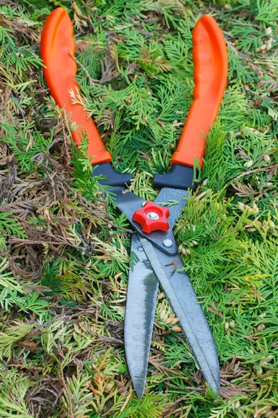 Kertészeti eszköz, bokrok, szezonális nyírt bokrok metszése — Stock Fotó