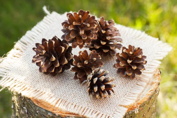 Cones de pinheiro no toco de madeira no jardim no dia ensolarado — Fotografia de Stock