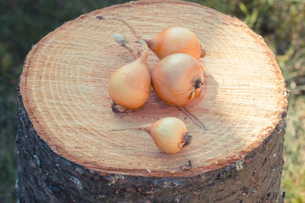 Vintage photo, Natural unpeeled onions on wooden stump — Stock Photo, Image