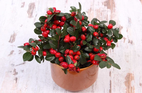 Bunch of red cotoneaster on rustic wooden background — Stock Photo, Image