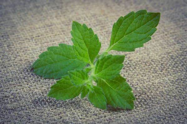 Fotografie vintage, Balsam proaspăt sănătos de lămâie pe pânză de iută, herbalism — Fotografie, imagine de stoc