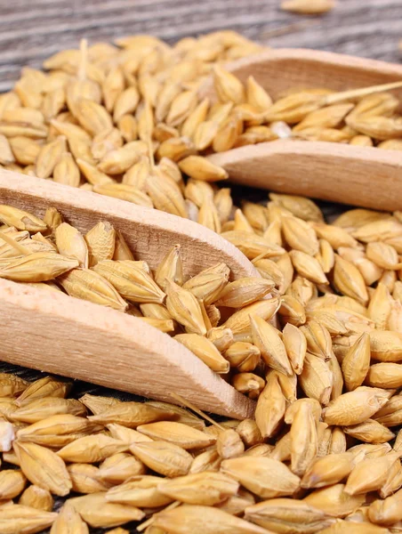 Gerst graan met lepel op houten achtergrond — Stockfoto
