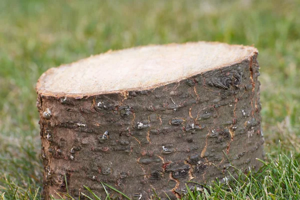 Old wooden stump in garden — Stock Photo, Image