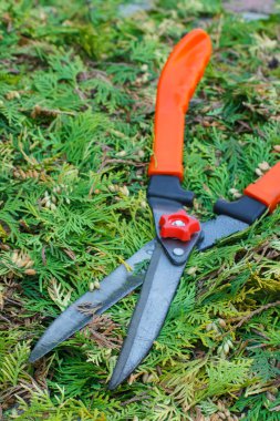 Çalılar, mevsimlik kesilmiş çalılar süs için Bahçe aracı