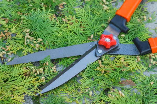 Gardening tool to trim bushes, seasonal trimmed bushes — Stock Photo, Image