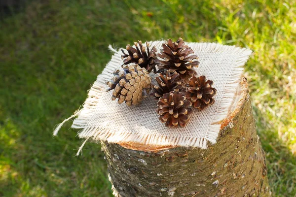 Pine cones on wooden stump in garden on sunny day — Stock Photo, Image