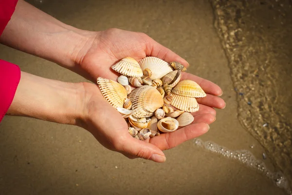 Seashells in hand of woman at the beach by the sea — Stock Photo, Image