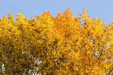 Mavi gökyüzü arka plan üzerinde sarı turuncu altın yaprakları sonbaharda Şubesi