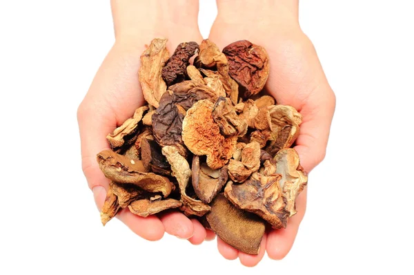 Heap of dried mushrooms in hand. White background — Stock Photo, Image