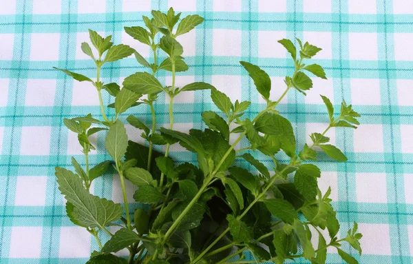 Damalı masa örtüsü, herbalism üzerinde taze sağlıklı Melisa — Stok fotoğraf