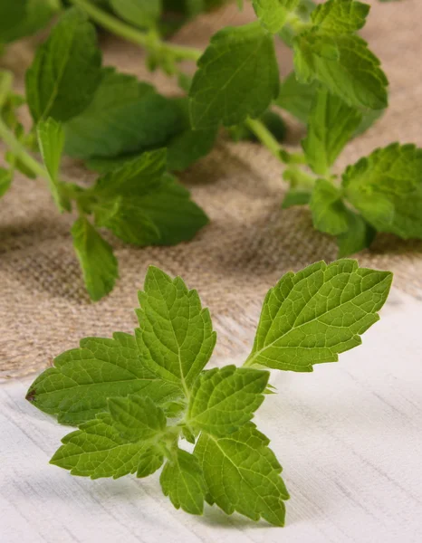 Beyaz ahşap masa, herbalism üzerinde taze sağlıklı Melisa — Stok fotoğraf