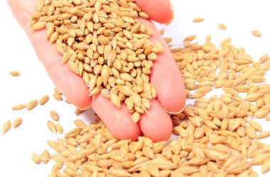 Arpa buğday kadının elinde. Beyaz arka plan