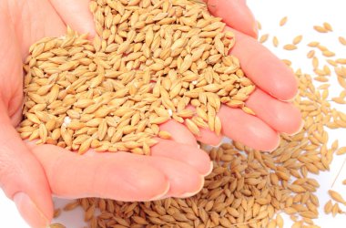 Arpa buğday kadının elinde. Beyaz arka plan