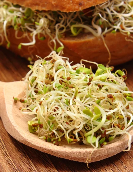 Alfalfa and radish sprouts on spoon and wholemeal bread roll — Stock Photo, Image