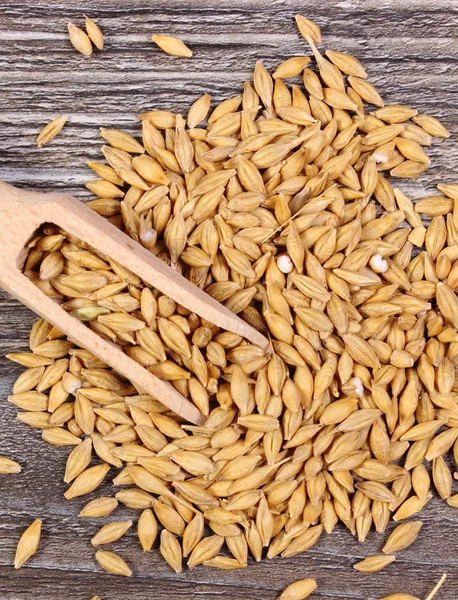 Ячменное зерно с ложкой на деревянном фоне — стоковое фото