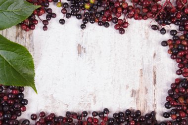 Frame of autumn fresh elderberry with leaf and copy space for text