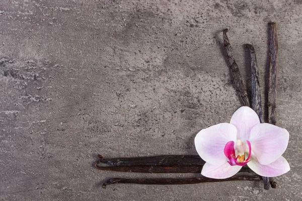 Orquídea florescente e palitos de baunilha perfumados, espaço de cópia para texto — Fotografia de Stock