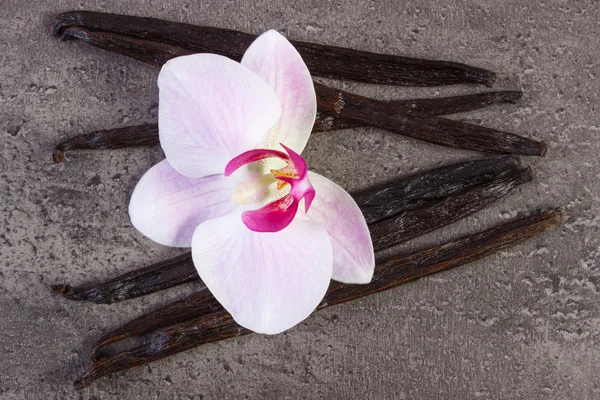 Orquídea florescente e palitos de baunilha perfumados — Fotografia de Stock