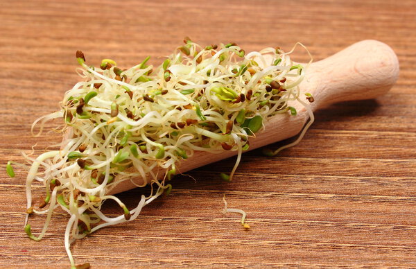 Люцерна и редька ростки на совок, деревянный фон
