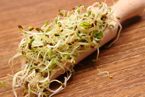 Brotos de alfafa e rabanete na colher, fundo de madeira — Fotografia de Stock