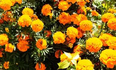 Çayırda güneş ışığında portakal çiçekleri. Doğa.