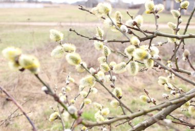 Flowering pussy-willow branches in early spring. spring concept.