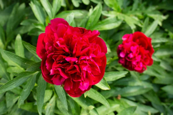 Kwitnące różowe piwonie na tle rozmytych zielonych liści w ogrodzie. — Zdjęcie stockowe