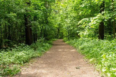 Yol güneşli yeşil bir ormandan geçiyor, güneş ışınlarıyla aydınlatılıyor. Sıcak bir yaz parkından geçen bir patika.