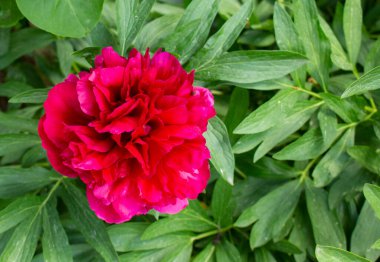 Bahçedeki bulanık yeşil yaprakların arka planında çiçek açan pembe şakayıklar. Doğal..