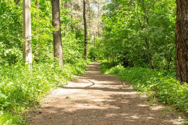 Yol güneşli yeşil bir ormandan geçiyor, güneş ışınlarıyla aydınlatılıyor. Sıcak bir yaz parkından geçen bir patika.