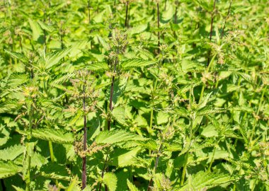 Isırgan otunun fotoğrafı. Yumuşak yeşil yapraklı ısırgan otu. Arka plan bitkisi toprakta yetişir. Bitki.