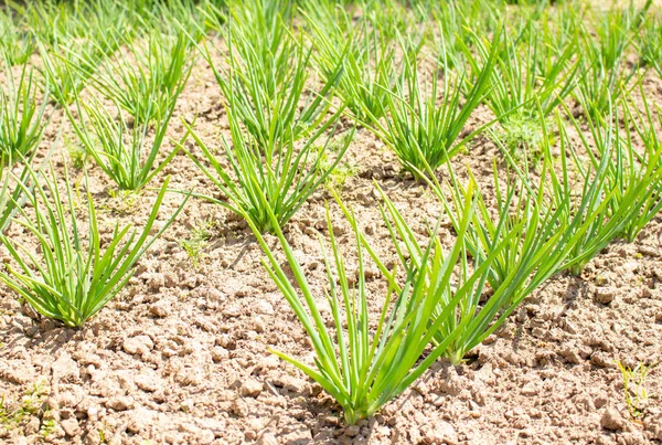 若いタマネギのベッドは 列に植えられます 庭の緑のタマネギの苗木 野菜の自家栽培 — ストック写真